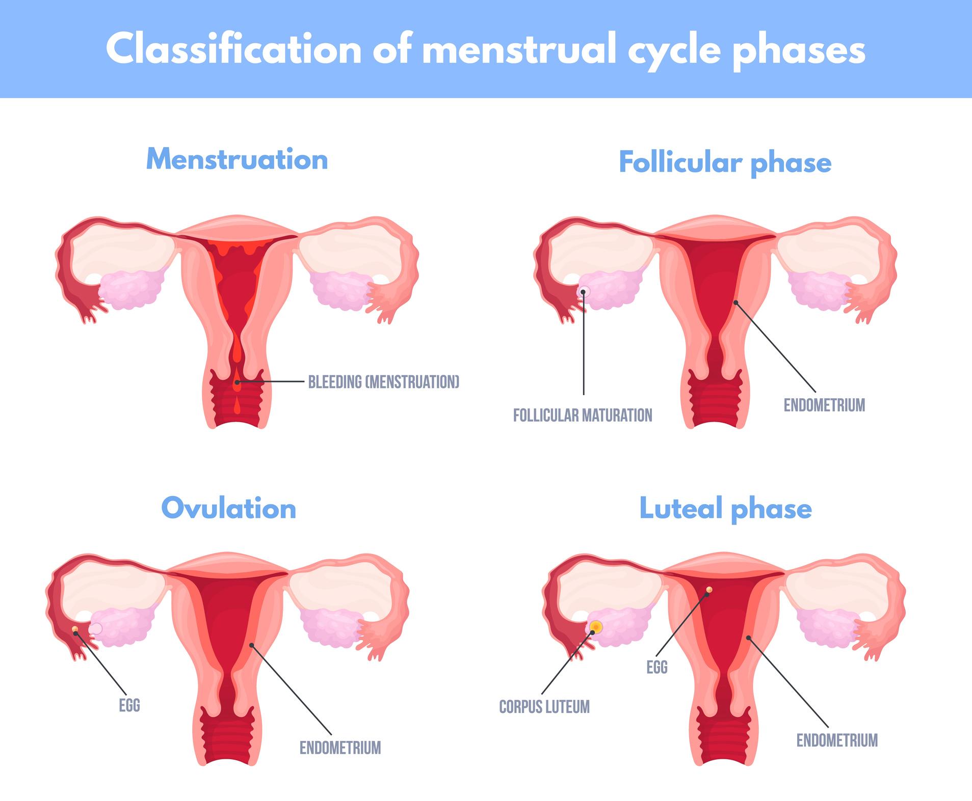 Phases du cycle menstruel
