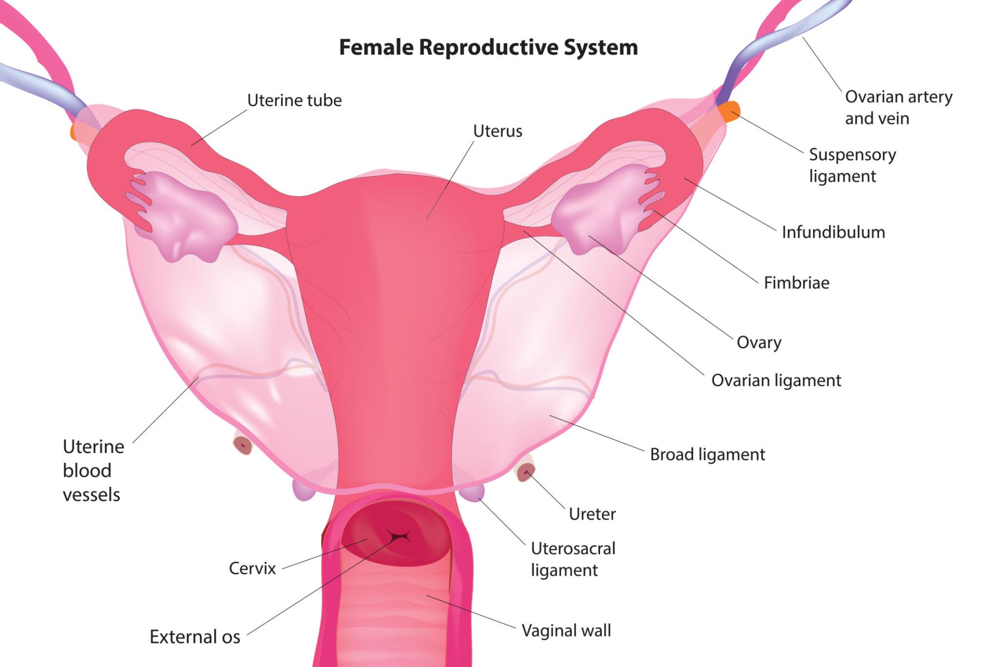 Ovulation et appareil reproducteur feminin